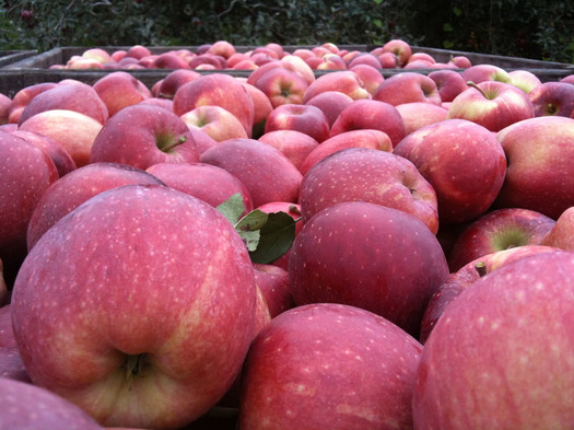 apples in bin in orchard at Samascott