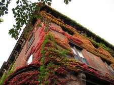 troy washington park autumn ivy