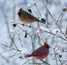 female and male cardinals by flickr user nosha