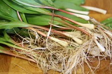 wild ramps by Flickr user Danielle Scott cc