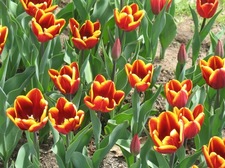 washington park abu hassan tulips