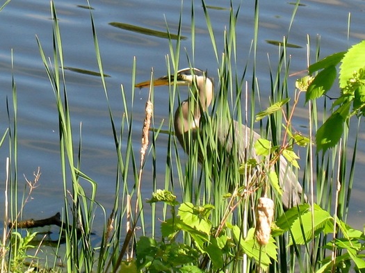 buckingham pond heron