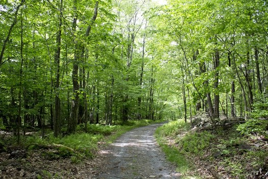 are dogs allowed at grafton state park