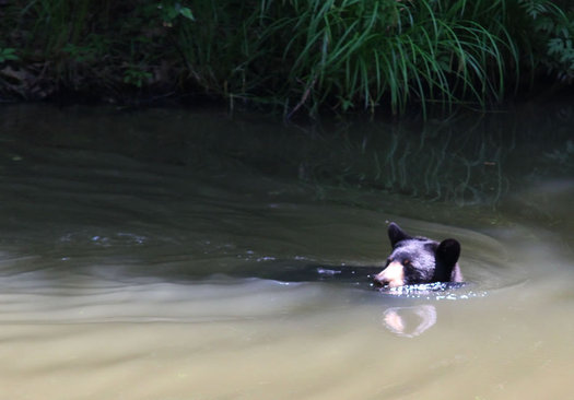 bear swimming sand lake