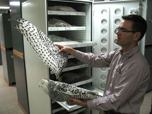 curator of birds jeremy kirchman