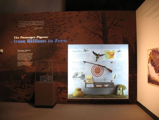 state museum passenger pigeon exhibit