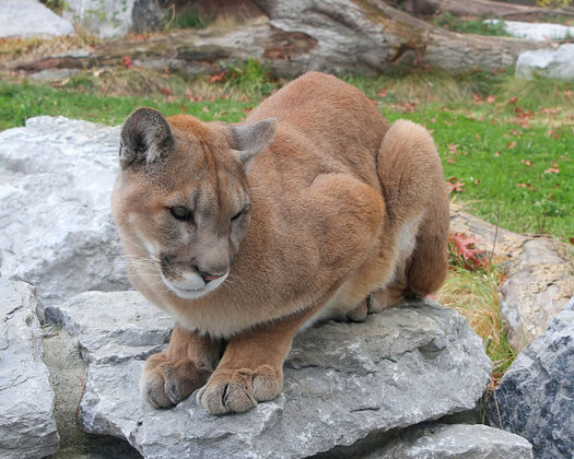 mountain lion in zoo by Greg Hume cc