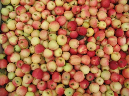 a big bin of apples