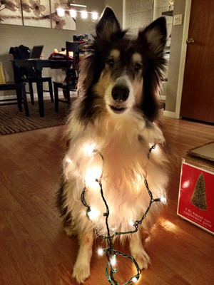 otto christmas tree lights