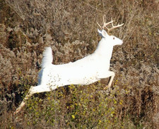 seneca white deer dennis money