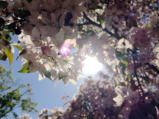 backlit flowering tree 2015-05-06