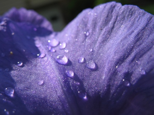 iris flower super closeup