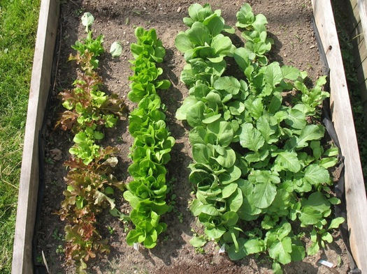 lettuce bok choy radishes in garden
