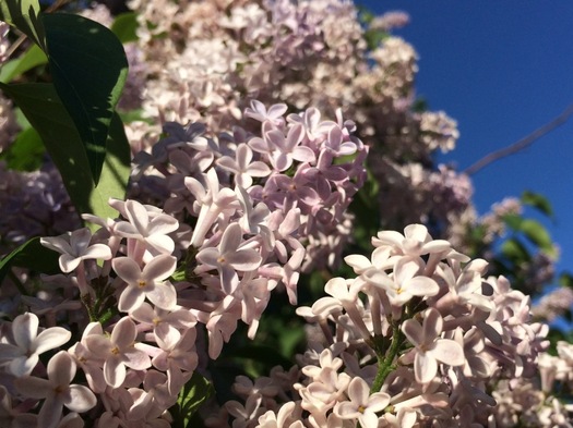lilac bush in the sun