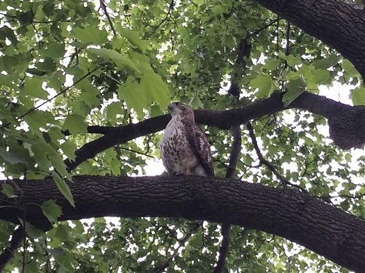 maybe a hawk of some sort