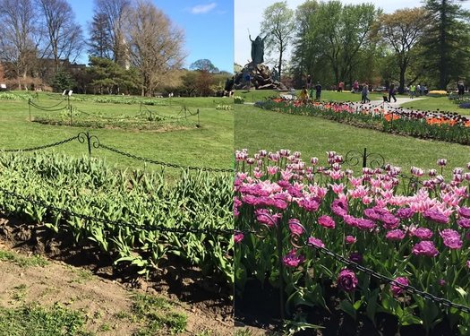 washington park tulips 2015 before after