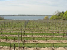 wine touring vines looking down to seneca lake