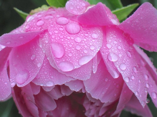 pink peony with rain droplets