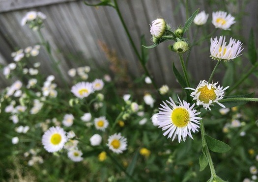 tiny wild daisies