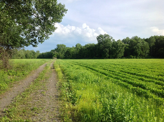 Papscanee Island farm fields