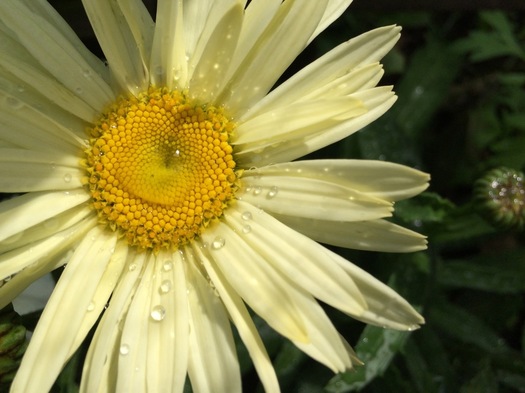 rainy daisy