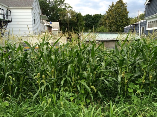 albany backyard corn