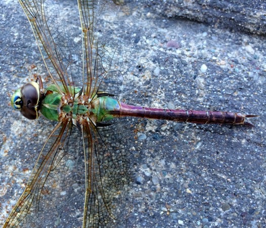 dragonfly_closeup.jpg