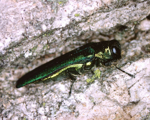 emerald ash borer usda cc