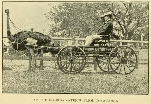 ostrich harness cart saratoga ostrich farm 1900