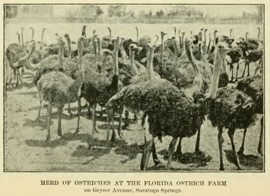 ostriches florida ostrich farm saratoga springs 1900