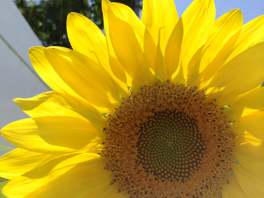 sunflower closeup 2015-August
