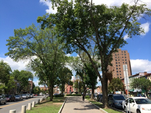 townsend park ash trees