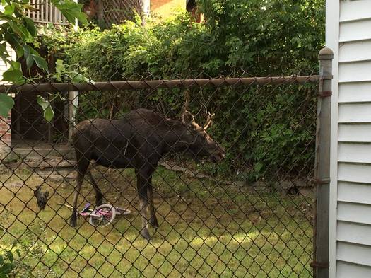 Lansingburgh moose NYS DEC