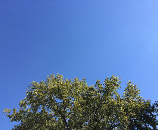blue sky tree top September