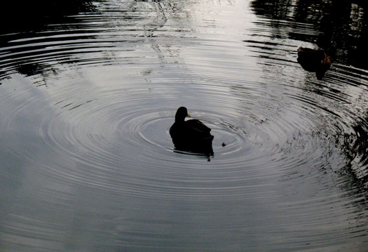 duck concentric ripples