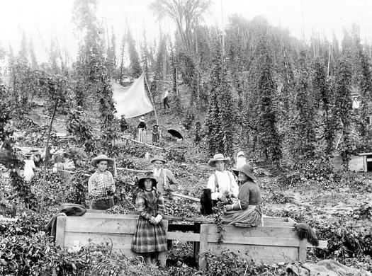 hop farm near Cooperstown 1900 NYS Archives