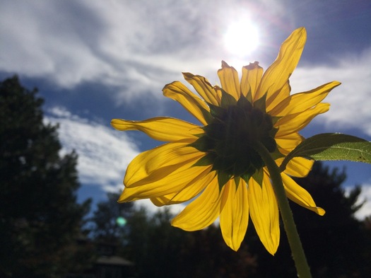 sidewalk sunflower 2015-10-05