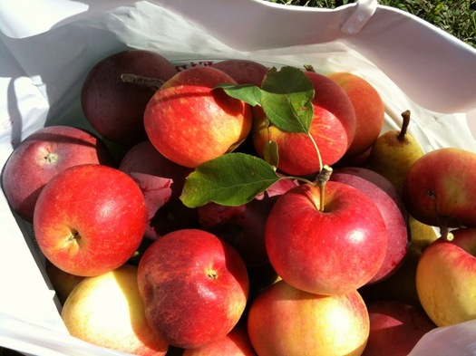 you-pick apples in bag