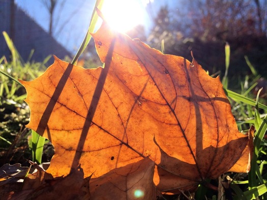 fallen maple leaf backlit by sun