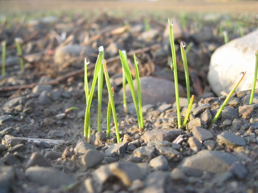 young blades of pastry wheat