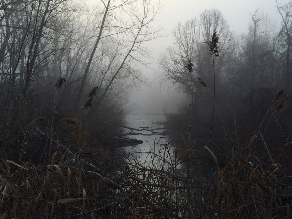 Buckingham Pond fog ducks 2015-12-07