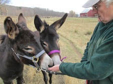 heather ridge farm donkeys