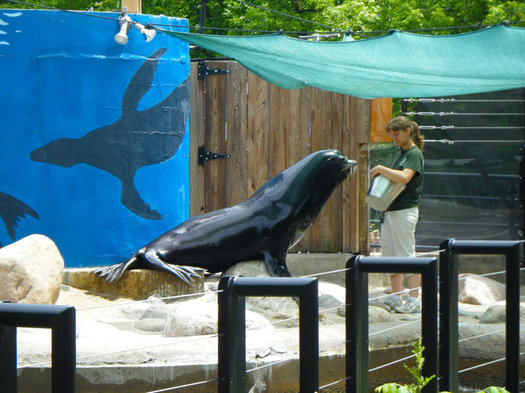 sea lion utica zoo