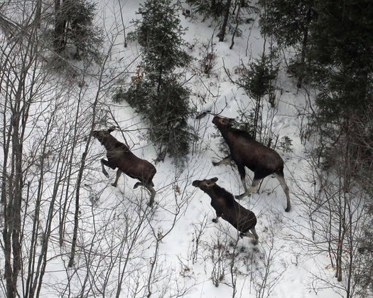 NYSDEC moose helicopter survey