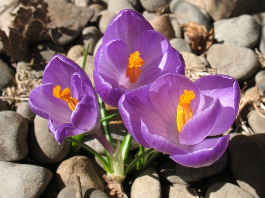 crocus blooms 2016-03-11