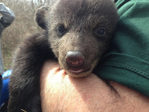 NYSDEC bear cub check-up Allegany State Park