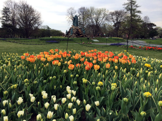 Washington Park Moses early tulips 2016-04-22