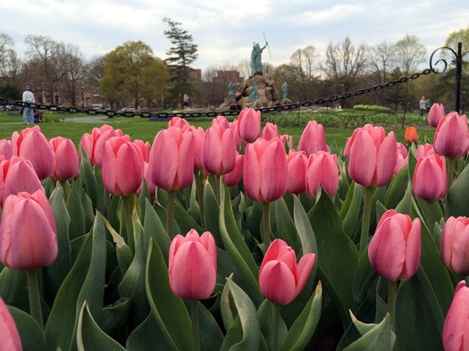 Washington Park pink tulips