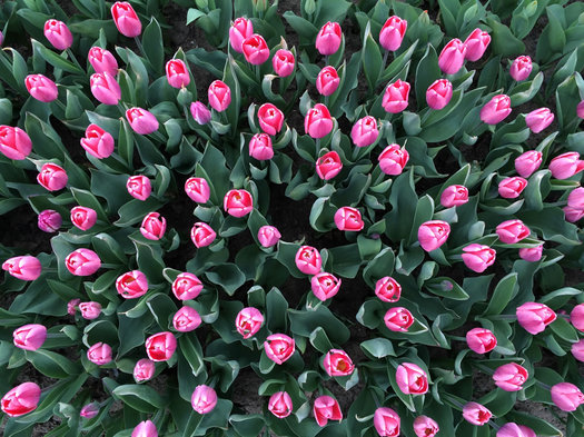 Washington Park pink tulips overhead