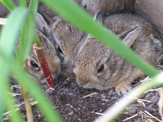 baby rabbits garden bed